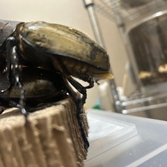 ヘラクレスオオカブトの幼虫の画像