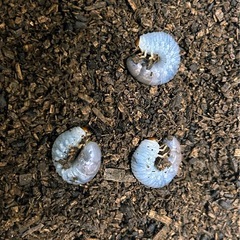ヘラクレスオオカブトの幼虫の画像