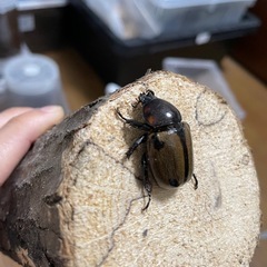 ヨツボシヒナカブト♀単の画像