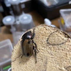 ヨツボシヒナカブト♀単の画像