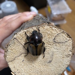 ヨツボシヒナカブト♀単の画像