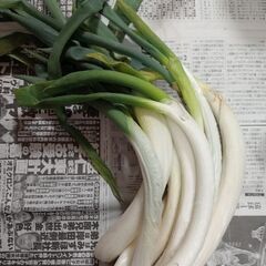 第４弾【野菜いかがでしょうか？】の画像