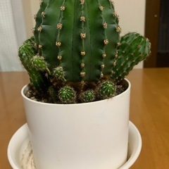 【お話し中】サボテン🌵の画像