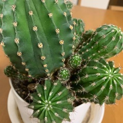 【お話し中】サボテン🌵の画像