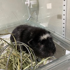 モルモット男の子