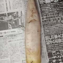第４弾【野菜いかがでしょうか？】の画像
