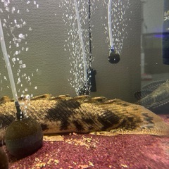 エンドリケリー ポリプテルスの画像