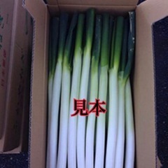 ネギ販売はじめましたの画像