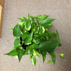 ポトス鉢付き（お話中）の画像