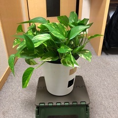 ポトス鉢付き（お話中）の画像