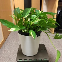ポトス鉢付き（お話中）の画像