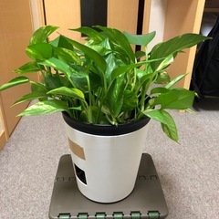 ポトス鉢付き（お話中）の画像