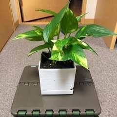 ポトス鉢付き（お話中）の画像