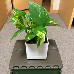 ポトス鉢付き（お話中）の画像