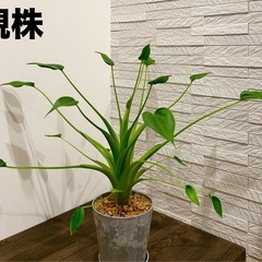 ★お値下げ★　⒈観葉植物✨超稀少な子株✨アロカシア タイニーダンサー  プレステラ90型 プラ鉢 受け皿無しの画像