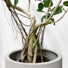 観葉植物 フィカス ベンガレンシスの画像