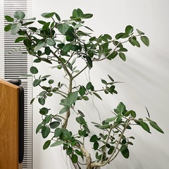 観葉植物 フィカス ベンガレンシスの画像