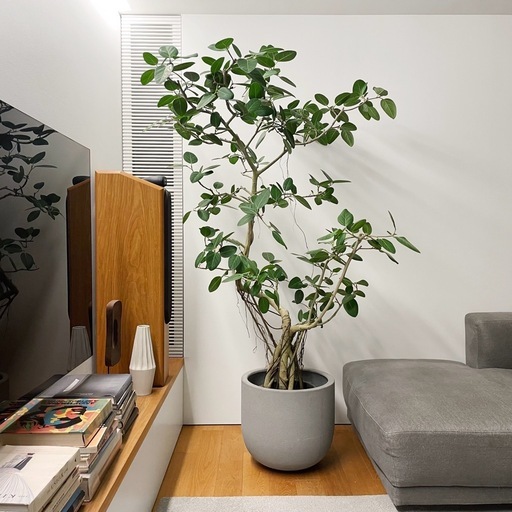 観葉植物 フィカス ベンガレンシス
