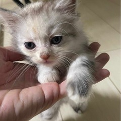 【里親募集】チンチラ×マンチカンの子猫🐾