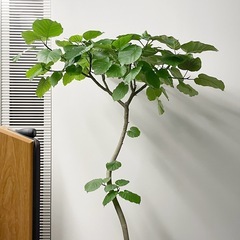 観葉植物 フィカス ウンベラータの画像