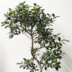 観葉植物 フランスゴムの画像