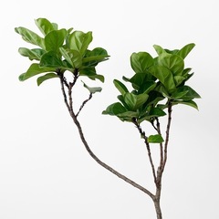 観葉植物 フィカス バンビーノの画像