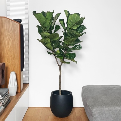 観葉植物 カシワバゴム