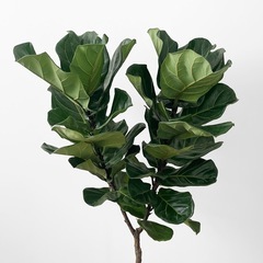 観葉植物 カシワバゴムの画像