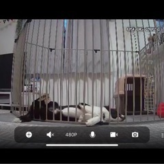 ワンちゃんのサークルの画像