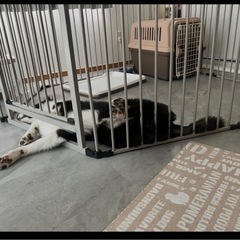 ワンちゃんのサークルの画像