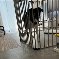 ワンちゃんのサークルの画像