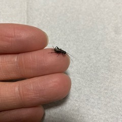 フタホシコオロギの画像