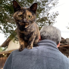 甘ったれさびちゃん　里親募集してます