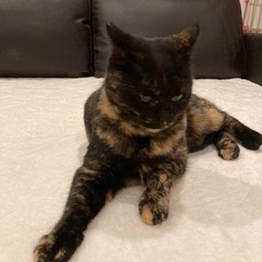 名古屋市サビ猫女の子里親募集🐈‍⬛