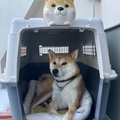 犬用　クレート　小型犬用、中〜大型犬用の画像