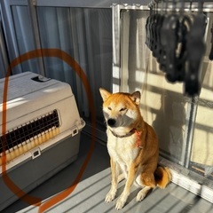 犬用　クレート　小型犬用、中〜大型犬用の画像