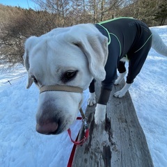 【犬連れスノーシュー仲間募集🐾❄️】