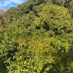 とりたてミカン🍊の画像