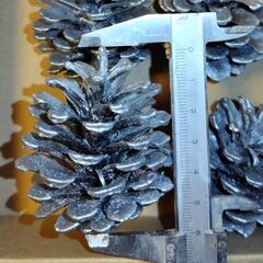 銀塗装 松ぼっくり6個(6センチ大)の画像