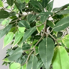 フェイクツリー植木鉢付きの画像