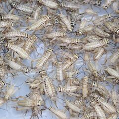 🦗ヨーロッパイエコオロギ　　　100匹 Mサイズの画像