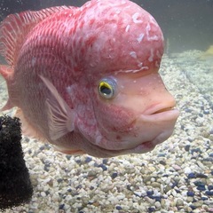 一点物！フラワーホーン ストロベリーの画像