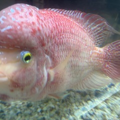 一点物！フラワーホーン ストロベリーの画像