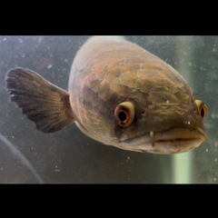 チャンナマルリオイデス　ロイヤルスネークヘッド　ロイヤルトーマン　４５cmくらい　スネークヘッド　雷魚　熱帯魚　淡水魚の画像