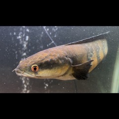 チャンナマルリオイデス　ロイヤルスネークヘッド　ロイヤルトーマン　４５cmくらい　スネークヘッド　雷魚　熱帯魚　淡水魚の画像