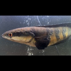 チャンナマルリオイデス　ロイヤルスネークヘッド　ロイヤルトーマン　４５cmくらい　スネークヘッド　雷魚　熱帯魚　淡水魚の画像