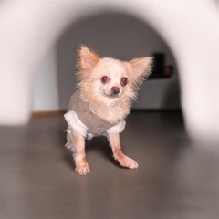 ❤️約7歳のチワワ里親緊急募集