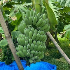 アップルバナナの画像