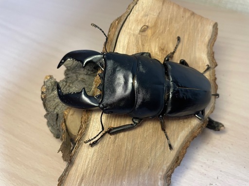 スマトラオオヒラタクワガタ♂90mm ①スマトラオオヒラタクワガタ♂90mm (ジェイソンさん) 浦添前田の