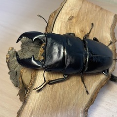 ①スマトラオオヒラタクワガタ♂90mmの画像